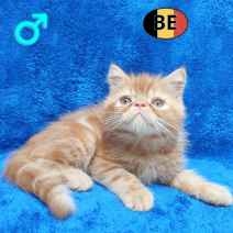 Exotic Shorthair 05-04-26 M(BE-m3) 22-06-26 - Beschikbaar op 08-07-26.png