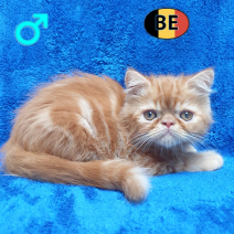 Exotic Shorthair 05-04-26 M(BE-m4) 22-06-26 - Beschikbaar op 08-07-26.png