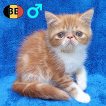 Exotic Shorthair 05-04-26 M(BE-m5) 22-06-26 - Beschikbaar op 08-07-26.png
