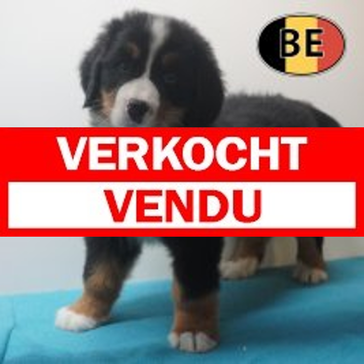 Berner Sennen 26-04-26 M (BE7076) 23-06-2026.verkocht-vendu