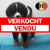Berner Sennen 26-04-26 M (BE7889) 23-06-2026