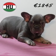 Franse Bulldog 08-03-2026 F (HU6027) 24-06-2026.JPG