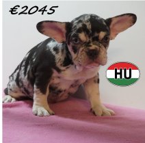Franse Bulldog 08-03-2026 F (HU6028) 24-06-2026.JPG