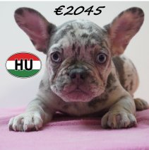 Franse Bulldog 08-03-2026 F (HU6029) 24-06-2026.JPG