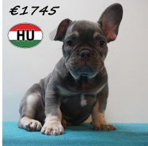 Franse Bulldog 08-03-2026 M (HU6024) 24-06-2026.JPG