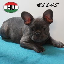 Franse Bulldog 08-03-2026 M (HU6025) 24-06-2026.JPG