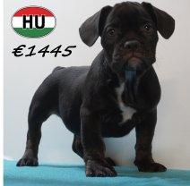 Franse Bulldog 09-03-2026 M (HU6032) 24-06-2026.JPG