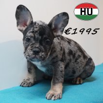 Franse Bulldog 09-03-2026 M (HU6033) 24-06-2026.JPG