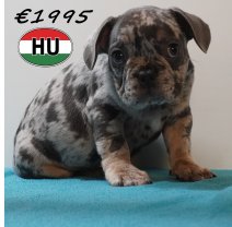 Franse Bulldog 09-03-2026 M (HU6035) 24-06-2026.JPG
