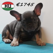 Franse Bulldog 09-03-2026 M (HU6036) 24-06-2026.JPG