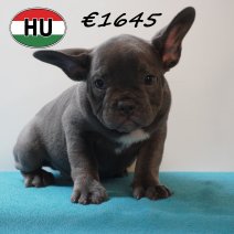 Franse Bulldog 09-03-2026 M (HU6038) 24-06-2026.JPG