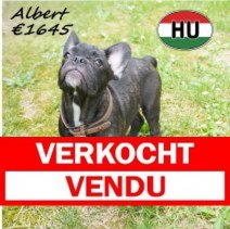 Franse Bulldog 27-12-25 F (HU8786) 17-06-2026 Verkocht - Vendu.jpg