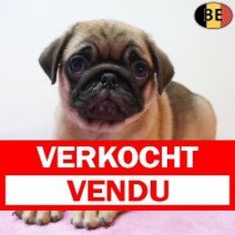 Mops 04-04-26 F(BE1229) 03-06-26 Verkocht - Vendu.jpg