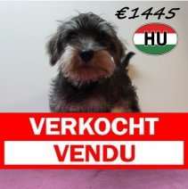 Dwergschnauzer 07-03-2026 F (HU6018) 24-06-2026 Verkocht - Vendu.jpg