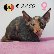 Sphynx 01-04-26 F(BE7340) 24-06-2026.png