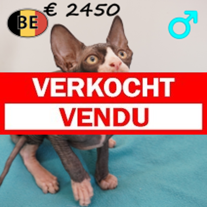 Sphynx 01-04-26 M(BE7210) 24-06-2026.verkocht-vendu