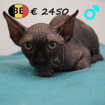 Sphynx 01-04-26 M(BE7246) 24-06-2026.png