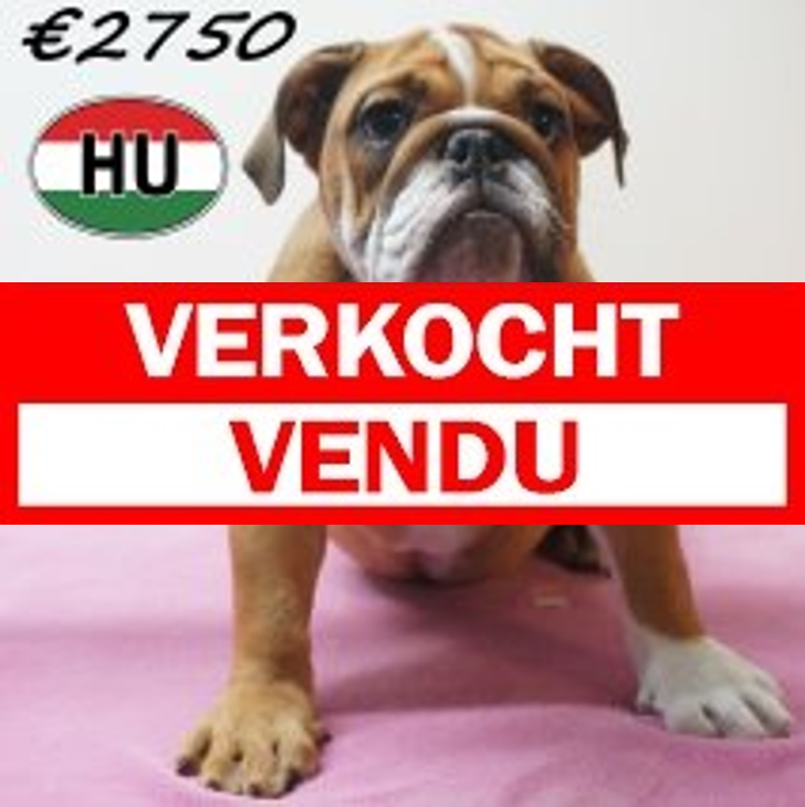 Engelse Bulldog 04-03-2026 F (HU6007) 24-06-2026.verkocht-vendu