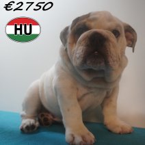 Engelse Bulldog 04-03-2026 M (HU6005) 24-06-2026.JPG