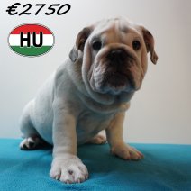 Engelse Bulldog 04-03-2026 M (HU6006) 24-06-2026.JPG