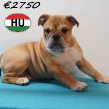 Engelse Bulldog 09-03-2026 F (HU6001) 24-06-2026.JPG