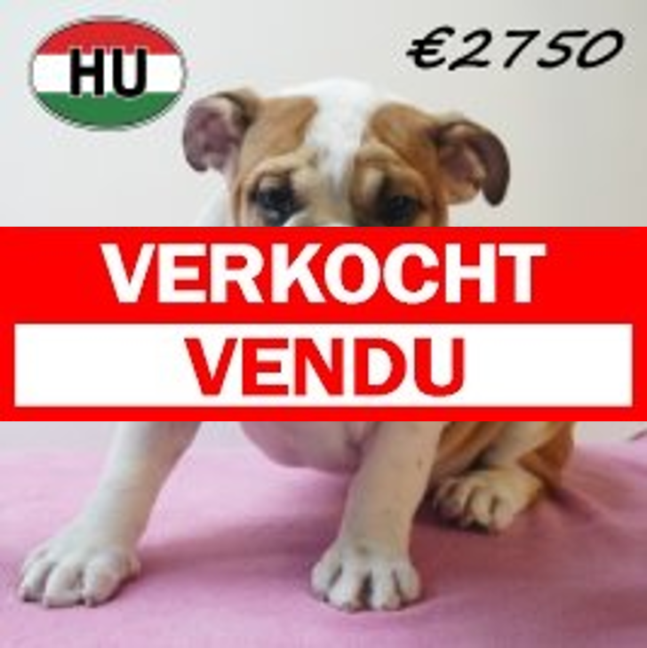 Engelse Bulldog 09-03-2026 F (HU6002) 24-06-2026.verkocht-vendu