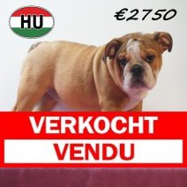 Engelse Bulldog 09-03-2026 F (HU6004) 24-06-2026 Verkocht - Vendu.jpg
