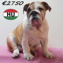Engelse Bulldog 09-03-2026 F (HU7812) 24-06-2026.JPG