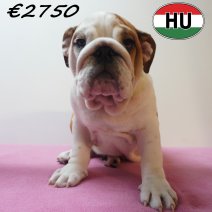 Engelse Bulldog 09-03-2026 F (HU7813) 24-06-2026.JPG