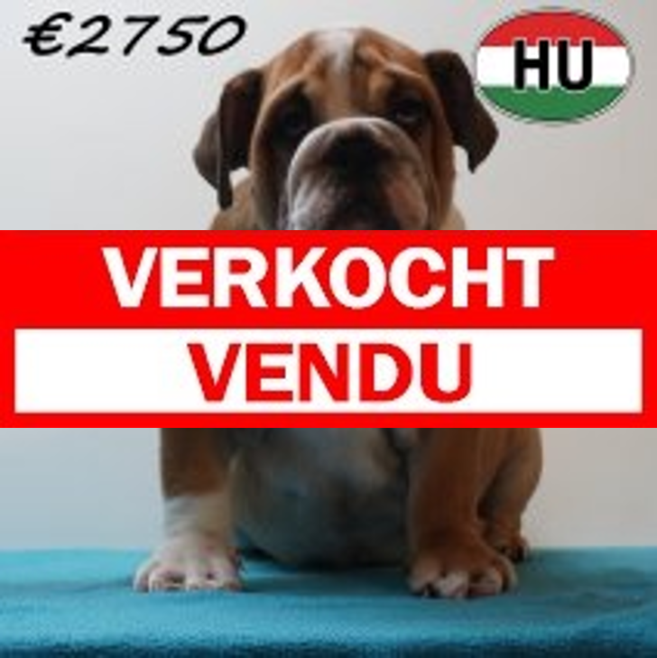 Engelse Bulldog 09-03-2026 M (HU7810) 24-06-2026.verkocht-vendu