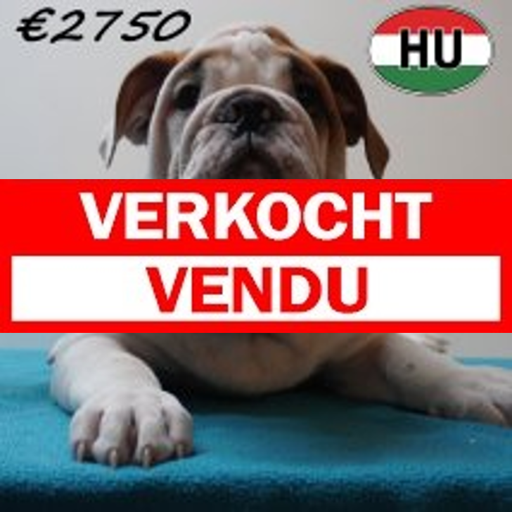 Engelse Bulldog 09-03-2026 M (HU7811) 24-06-2026.verkocht-vendu