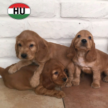 Engelse Cocker 4 pups af te halen � 10-08-26 foto 1.png