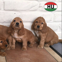 Engelse Cocker 4 pups af te halen � 10-08-26 foto 2.png