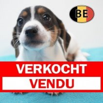 Jack russell 20-04-26 M (BE6034) 19-06-2026 Verkocht - Vendu.jpg