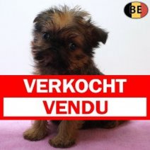 Brusselse Griffon 02-04-26 F(BE8301) 06-06-26 Verkocht - Vendu.jpg