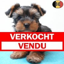 Yorkshire Terrier 04-04-26 M(BE4052) 03-06-26 Verkocht - Vendu.jpg