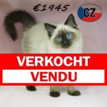 Ragdoll 16-02-26 F (CZ3373) 19-06-2026 Verkocht - Vendu.jpg