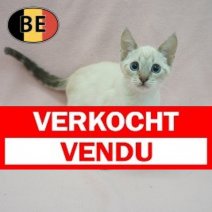 Siamees 12-03-2026 F (BE6267) 15-06-2026 Verkocht - Vendu.jpg