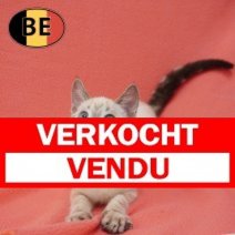 Siamees 12-03-2026 F (BE6279) 16-06-2026 Verkocht - Vendu.jpg