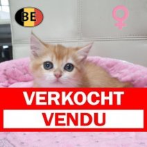 British Shorthair 06-04-26 F(BE6288) 22-06-26 Verkocht - Vendu.jpg