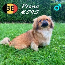 Pekingees Prinz 11-12-2025 M(BE2883) 29-06-2026.jpg