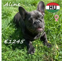 Franse Bulldog Alice 27-12-2025 F (HU8785) 29-06-2026.jpg