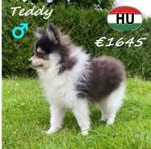 Dwergkees Teddy 29-12-25 M (HU8811) 30-06-2026.jpg