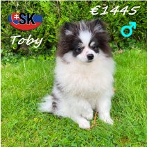 Keesje Toby 29-12-25 M (SK4241) 30-06-2026.jpg