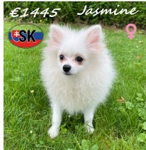 Keesje Jasmine 29-12-2025 F (SK4257) 30-06-2026.jpg