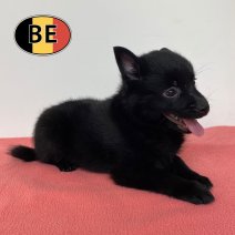 Schipperke 04-05-2026 F (BE0866) 30-06-2026.jpg