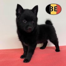 Schipperke 04-05-2026 F (BE0870) 30-06-2026.jpg