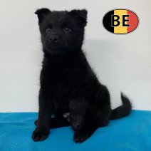 Schipperke 04-05-2026 M (BE0935) 30-06-2026.jpg