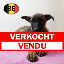 Mechelaar 25-01-26 F (BE6915) 08-05-26 Verkocht - Vendu.jpg