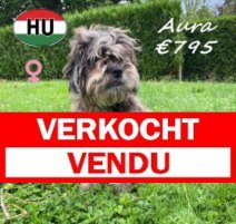 Frenchiepoo Aura 27-12-25 F(HU8775) 30-06-2026 Verkocht - Vendu.jpg